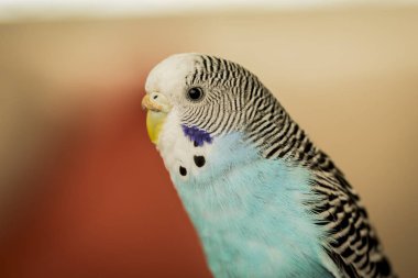 mavi renkli muhabbet kuşu görüntü