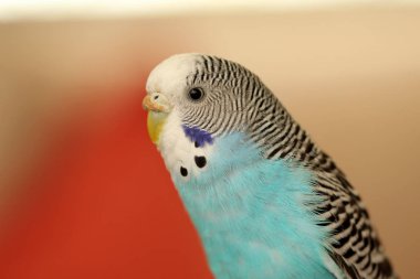 mavi renkli muhabbet kuşu görüntü