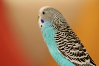 mavi renkli muhabbet kuşu görüntü