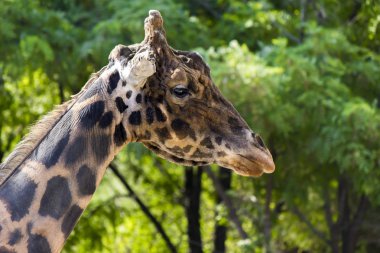 Zürafa closeup, hayvan closeup Başkanı