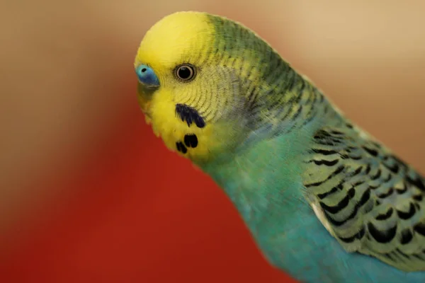 Mavi Renkli Muhabbet Kuşu Görüntü — Stok fotoğraf
