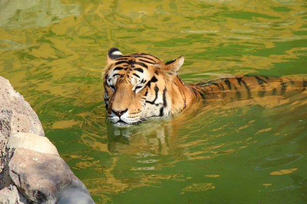 水の中の虎 — ストック写真