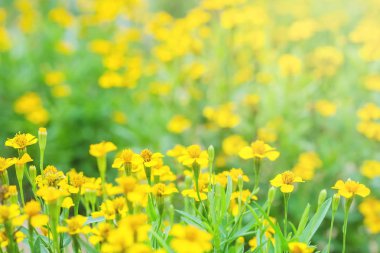 Tatlı güzel sarı çiçek bahçesinde bulunan güneş ışığı dokulu arka plan