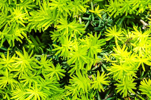 Nahaufnahme Frische Grüne Blätter Textur Hintergrund — Stockfoto