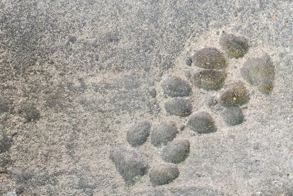 Closeup dog footprint at dirty cement floor texture background