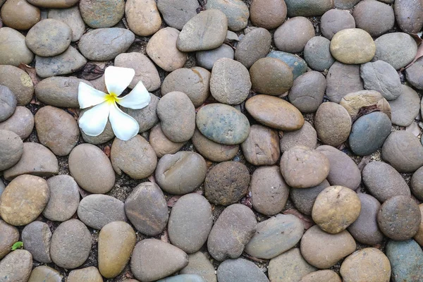 Upadły kwiat na tle kamień — Zdjęcie stockowe