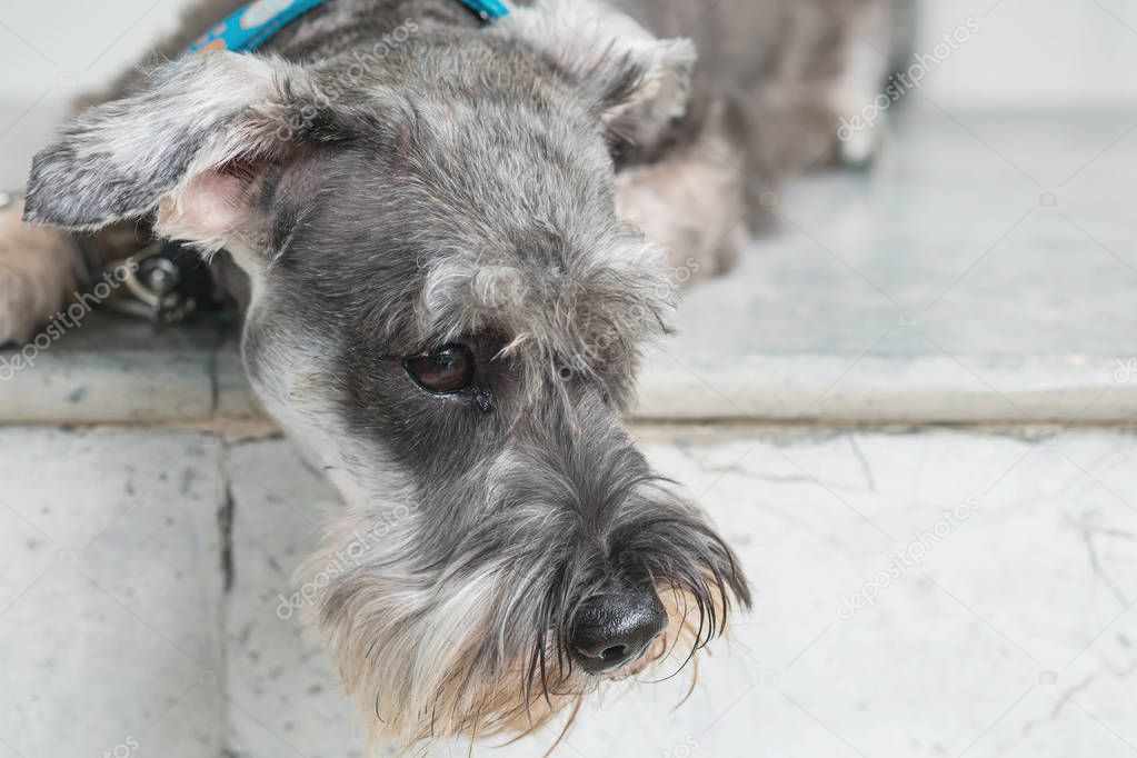 Closeup schnauzer dog lying on marble chair in front of house