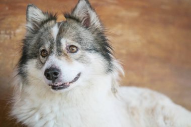 Closeup Tayland cam köpek doğurmak aramak arka plan bulanık ahşap sandalye üzerinde oturan bangkaew