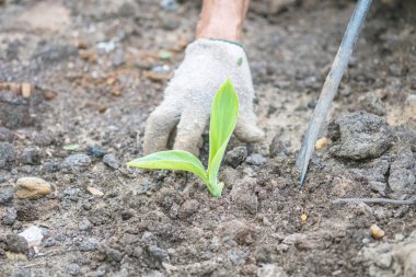 Toprak zemin üzerine yeşil closeup fidan