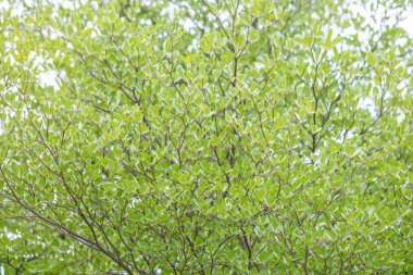 Ağaç dokulu arka plan üzerinde yakın yüzey yeşil yaprakları