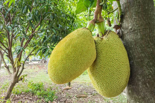 Jackfruit 과수원에서 스톡 사진