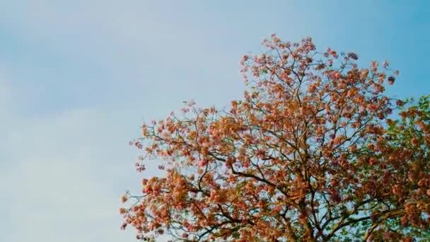 Flower Tree Blossoms Swaying Wind Blue Sky — Stock Video