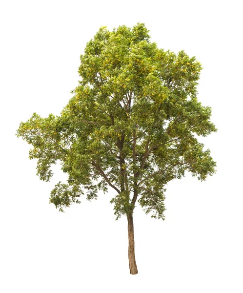 Planta Árvore Folha Verde Isolada Sobre Fundo Branco — Fotografia de Stock
