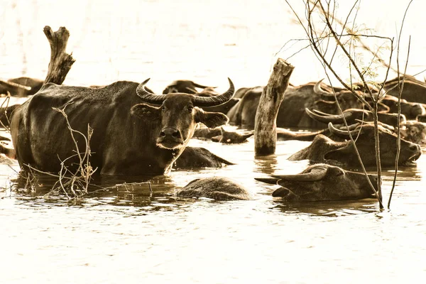 black buffalo,water buffalo in Southern of Thailand isolated on white background