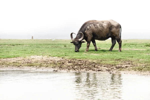 black buffalo asia,water buffalo in Southern of Thailand on grass field