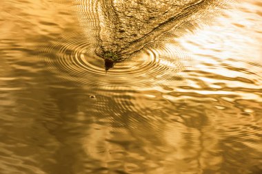 Yem balık tutma su, temiz suda çalışan Kancalı wobbler sürükleyin. Açık spor ve aktiviteleri günbatımı zamanı. 