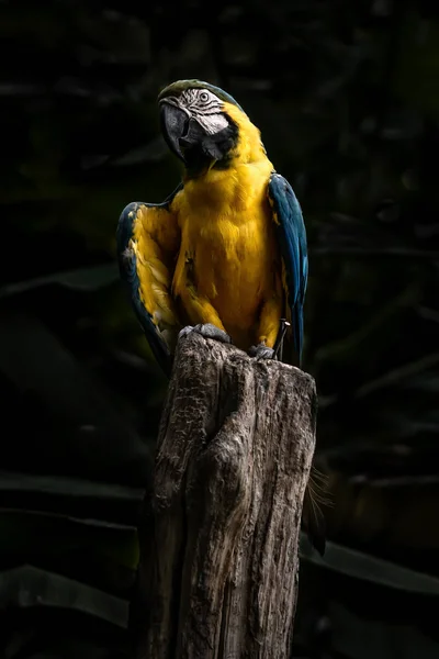 Scarlet macaw  beautiful bird isolated on branch with black background