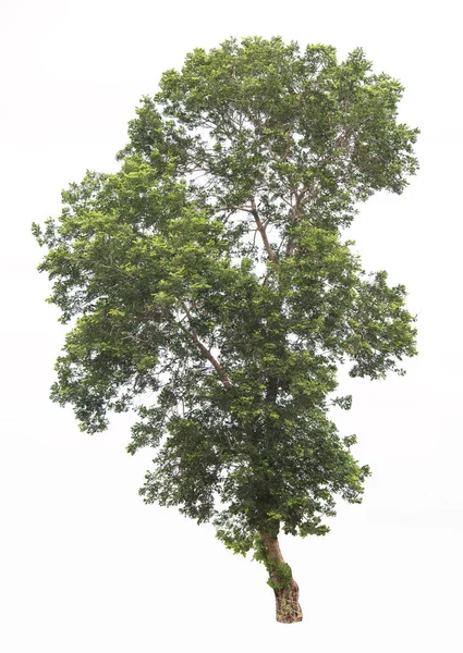 Рослина Дерева Зелений Лист Ізольований Білому Тлі — стокове фото