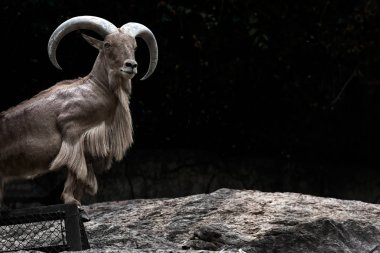 Kayalık dağ Bighorn koyun siyah dağlarda bir uçurum kenarında