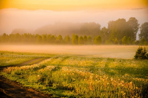 Wald Versteckt Sich Nebel Waldweg — Stockfoto