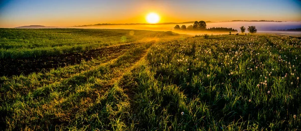 Am frühen Morgen. Wald versteckt sich im Nebel. Waldweg — Stockfoto