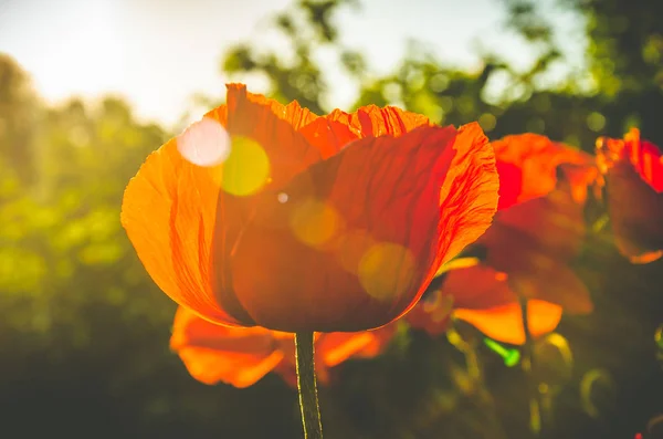Red poppies in the morning light. large red petals — Stock Photo, Image