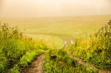 Sabah erkenden. Orman sisin içinde saklanıyor. orman yolu