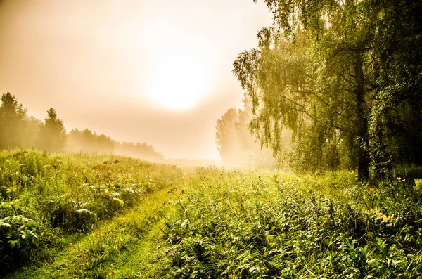 Tidig morgon. Skogen gömmer sig i dimman. skogsstig — Stockfoto