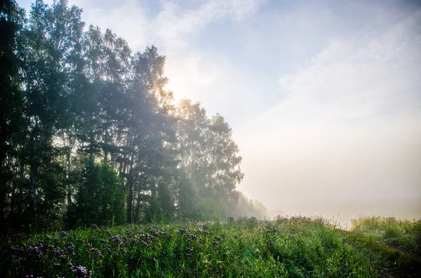 Kora reggel. erdő rejtőzik a ködben. erdei út — Stock Fotó