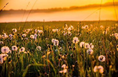 Sabah erkenden. Orman sisin içinde saklanıyor. Karahindiba..