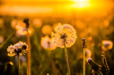 Sabah erkenden. Orman sisin içinde saklanıyor. Karahindiba..