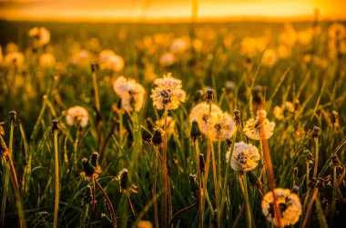 Sabah erkenden. Orman sisin içinde saklanıyor. Karahindiba..