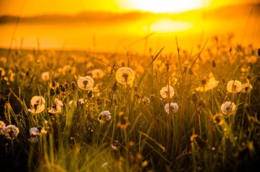 Sabah erkenden. Orman sisin içinde saklanıyor. Karahindiba..