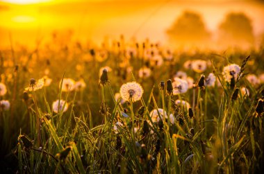 Sabah erkenden. Orman sisin içinde saklanıyor. Karahindiba..