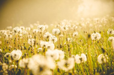 Sabah erkenden. Orman sisin içinde saklanıyor. Karahindiba..