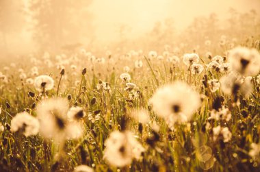 Sabah erkenden. Orman sisin içinde saklanıyor. Karahindiba..