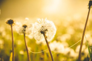 Sabah erkenden. Orman sisin içinde saklanıyor. Karahindiba..