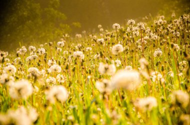 Sabah erkenden. Orman sisin içinde saklanıyor. Karahindiba..