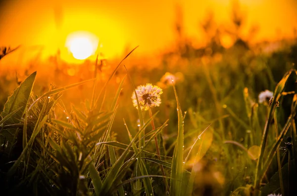 Am frühen Morgen. Wald versteckt sich im Nebel. Löwenzahn. — Stockfoto