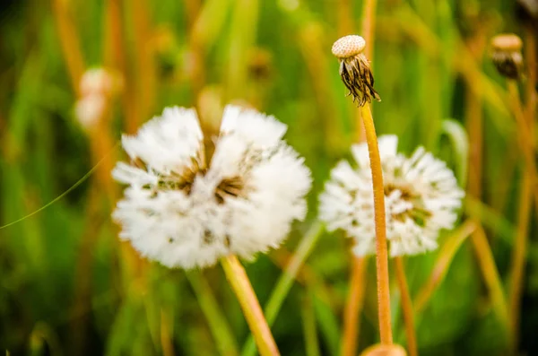 Al mattino presto. nascondersi nella nebbia. dandelion. — Foto Stock