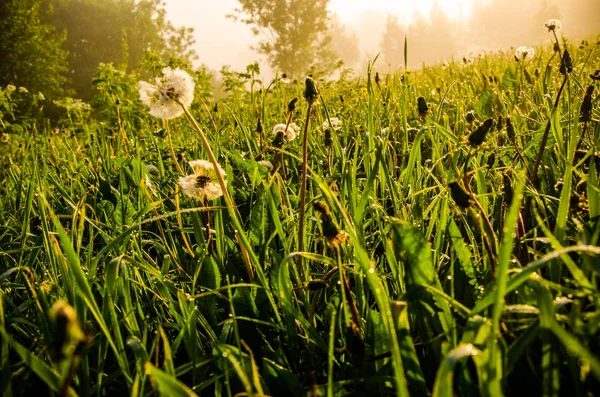 Am frühen Morgen. Wald versteckt sich im Nebel. Löwenzahn. — Stockfoto