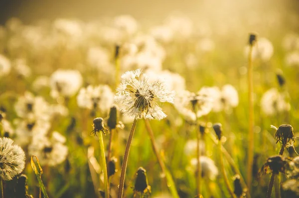 Am frühen Morgen. Wald versteckt sich im Nebel. Löwenzahn. — Stockfoto