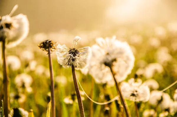 Am frühen Morgen. Wald versteckt sich im Nebel. Löwenzahn. — Stockfoto