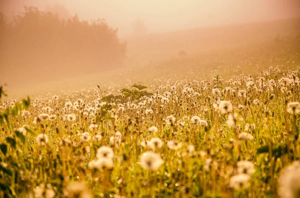 Am frühen Morgen. Wald versteckt sich im Nebel. Löwenzahn. — Stockfoto
