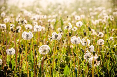 Sabah erkenden. Orman sisin içinde saklanıyor. Karahindiba..