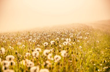 Sabah erkenden. Orman sisin içinde saklanıyor. Karahindiba..