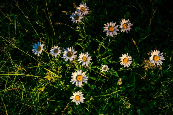 Vuela en niebla de la mañana. daisy cubierto de rocío matutino. —  Fotos de Stock