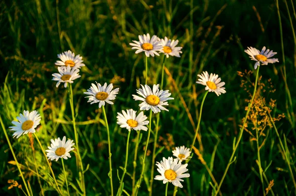 Vuela en niebla de la mañana. daisy cubierto de rocío matutino. — Foto de Stock