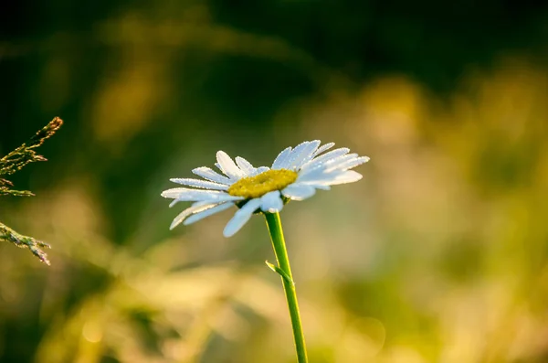Květina v husté ranní mlze. sedmikráska pokrytá ranní rosou. — Stock fotografie