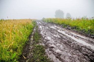 Yağmurdan sonra doğa. Kırsal toprak yol. sulu yeşiller